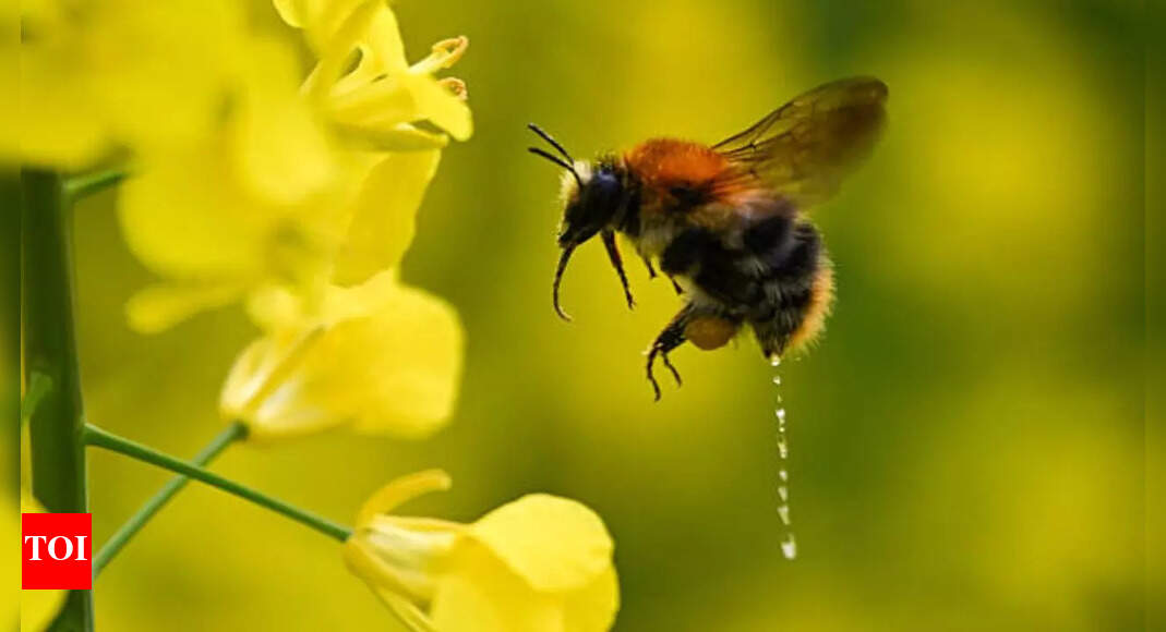 Insects to go extinct? Here's what viral research says
