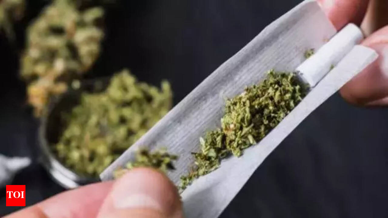 Online platforms peddle potent strain seeds as souvenirs - The Times of  India