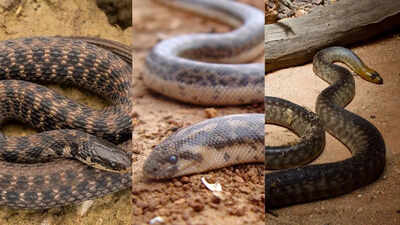 10 snakes that burrow underground from sand boas to black headed pythons