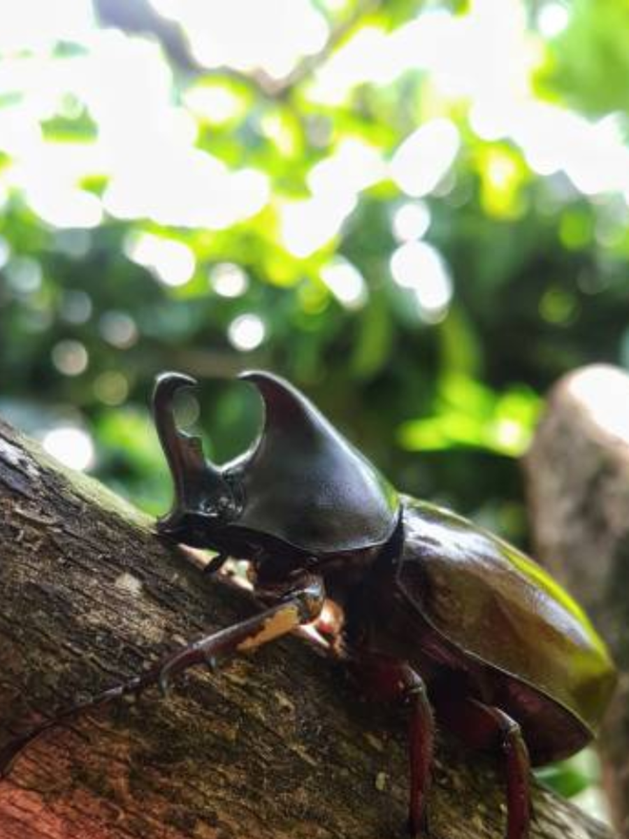 Biggest bugs that ever lived