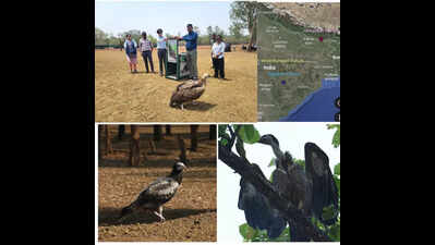 Rescued in CG, Himalayan Griffin Vulture reaches Nepal