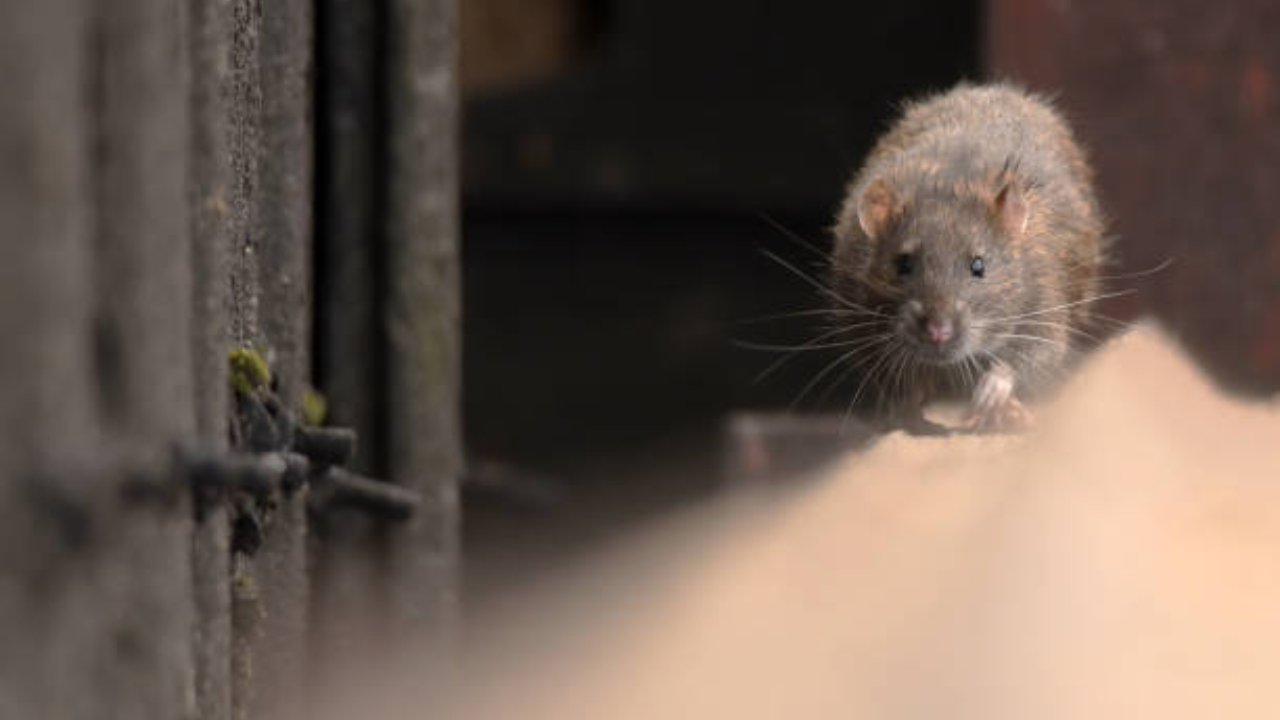 California hotel worker dies from the same rare rodent disease that killed Gene Hackman’s wife