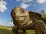 10 of the oldest living animals in the world