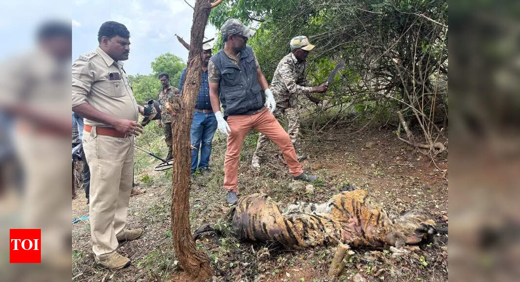 Tiger found dead in Bandipur reserve disposed of | Mysuru News - The ...
