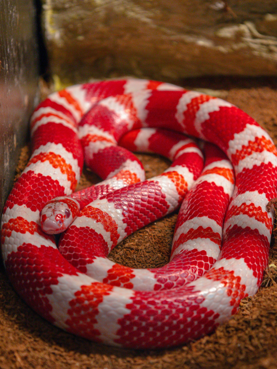 10 snakes with the most striking patterns | Times of India