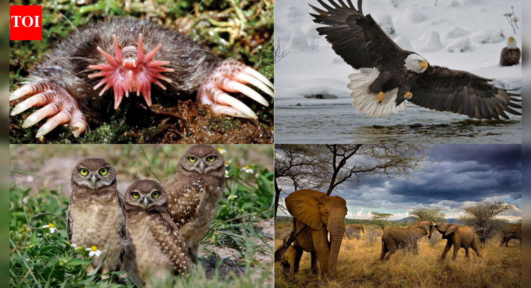 12 animals with extraordinary senses including snakes, dolphins, bats ...