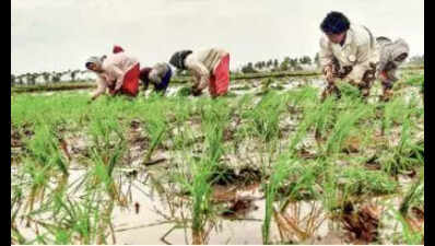 CM sets target of poverty-free AP by 2029