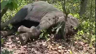 15-yr-old male elephant found dead in Similipal