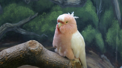 Cookie: The longest living parrot in history
