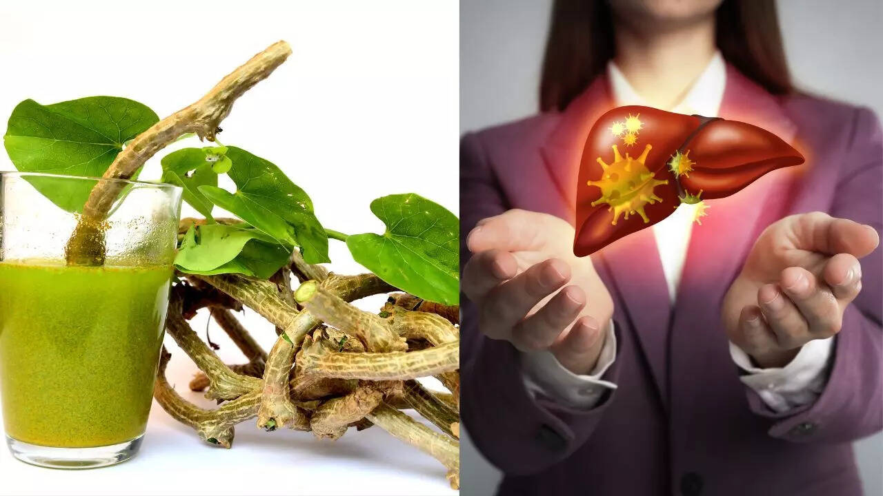 Can Giloy actually damage the liver? What evidence-based research says -  The Times of India