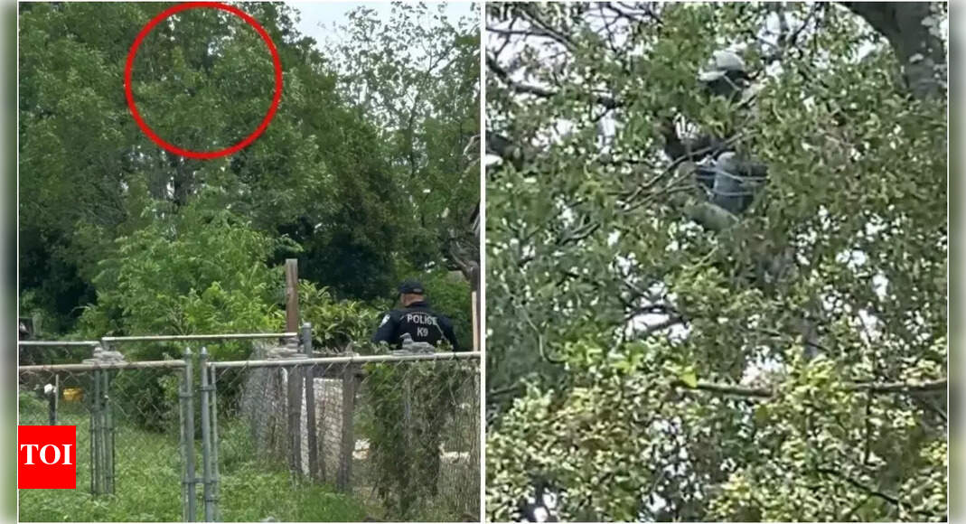 'If you are here illegally, ICE will find you, arrest and deport you': Illegal immigrant busted after hiding in tree for almost 9 hours