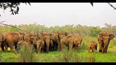 Woman killed, husband injured in elephant attack