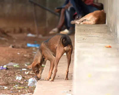 Study puts M'luru dog popn at 53k, sterilisation at 46% - The Times of India