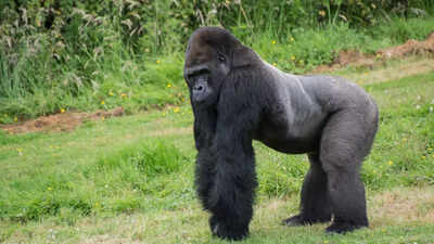 100 men vs. 1 gorilla: Viral trend goes weird as netizens replace gorilla with everything possible