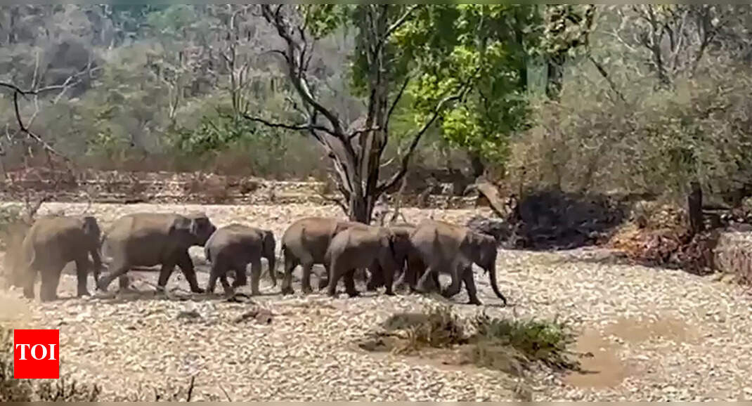 10 elephants from Uttarakhand’s Rajaji trek to Kalesar in Haryana, biggest herd to have made the journey | Gurgaon News – The Times of India