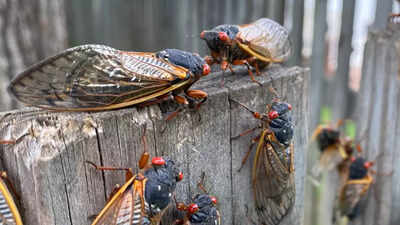 Seventeen years later, Brood XIV cicadas emerge in US