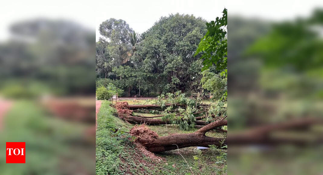 Heavy rain and strong winds cause tree fall, power outage | Mysuru News ...
