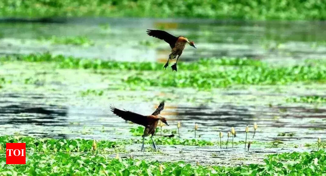 Water quality of 39 lakes deemed worst by state pollution board | Goa ...