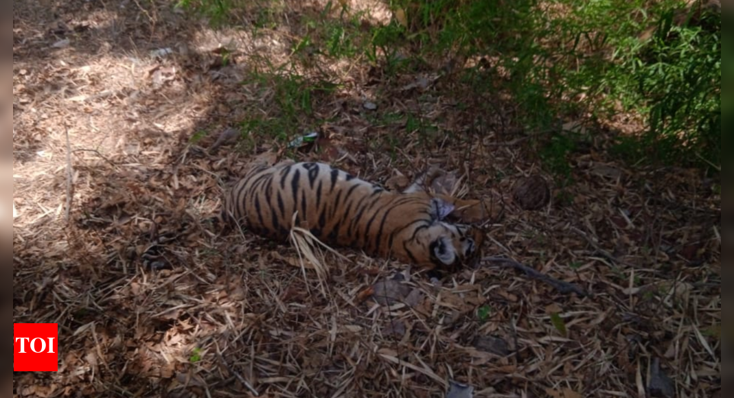 Tiger cub dies after being hit by vehicle on highway in Madhya Pradesh’s Budhni | Bhopal News – The Times of India