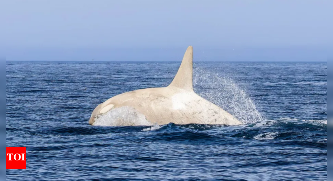 White killer whale spotted in Japan: Why are these mammals so rare ...