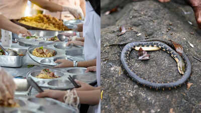 Over 100 students fall sick after eating mid-day meal containing dead snake