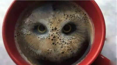 Optical illusion personality test: Owl or coffee? What you see first reveals if you’re more logical or intuitive