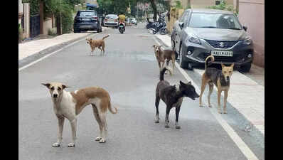HDMC to open sterilisation centre for stray dog control