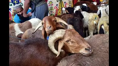 ACB raids kingpin’s home in Rs 2.32 cr sheep scam; luxury cars seized