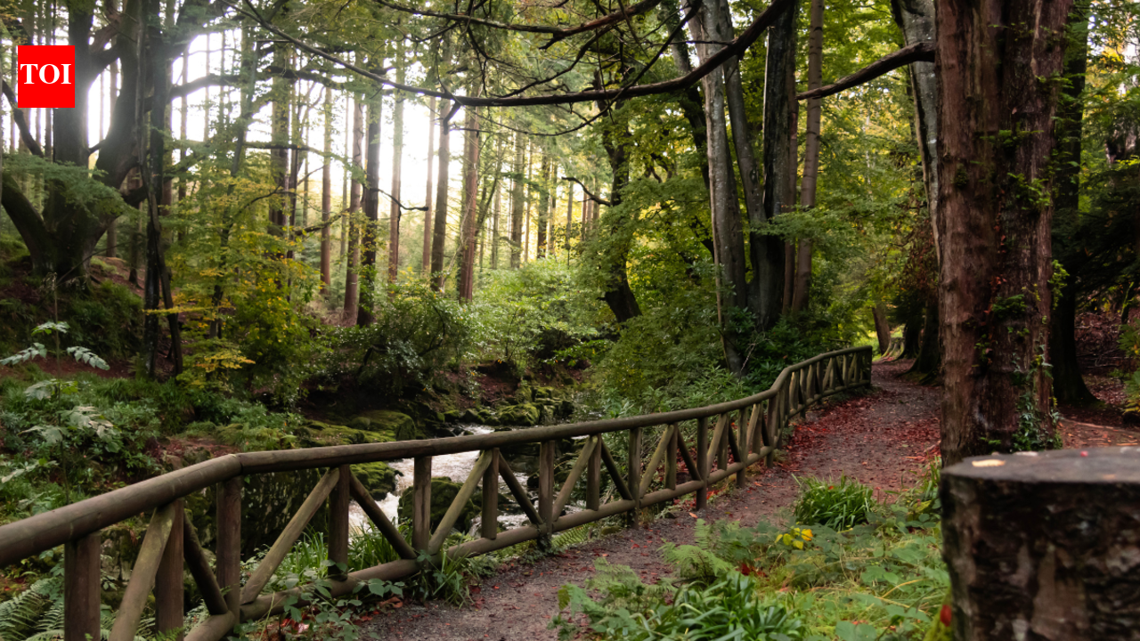 7 forests from around the world that are home to fairies | The Times of ...