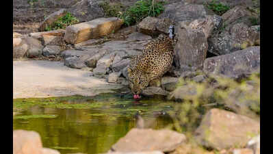 Leopard rescued after family traps it in house in Suroth