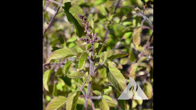 Tulsi may slow ageing & paralysis: PU study