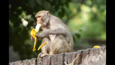 Fruits of freedom: Forest department to grow trees to make monkeys fetch own food