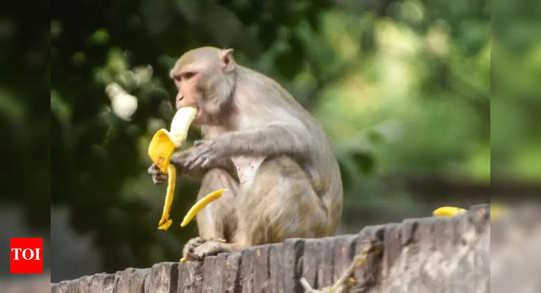 Fruits of freedom: Forest dept to grow trees to make monkeys fetch own food do sex