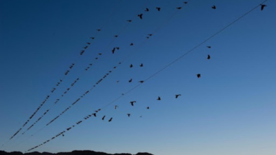 New research reveals where North American bird populations are crashing
