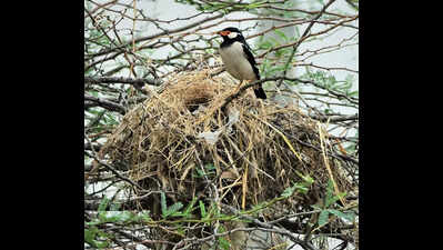 As migratory birds fly home, native species thrive in Pallikaranai marsh