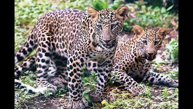 In search of water, leopard attacks 2 farmers, forest officer