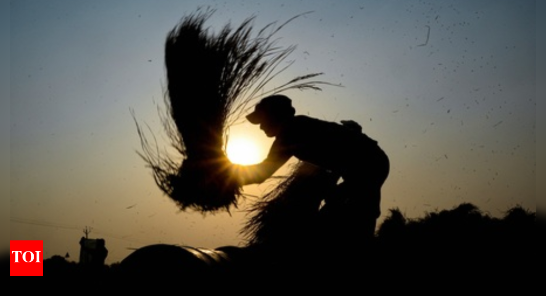 ICAR: World’s first genome-edited rice varieties to boost yields 30%