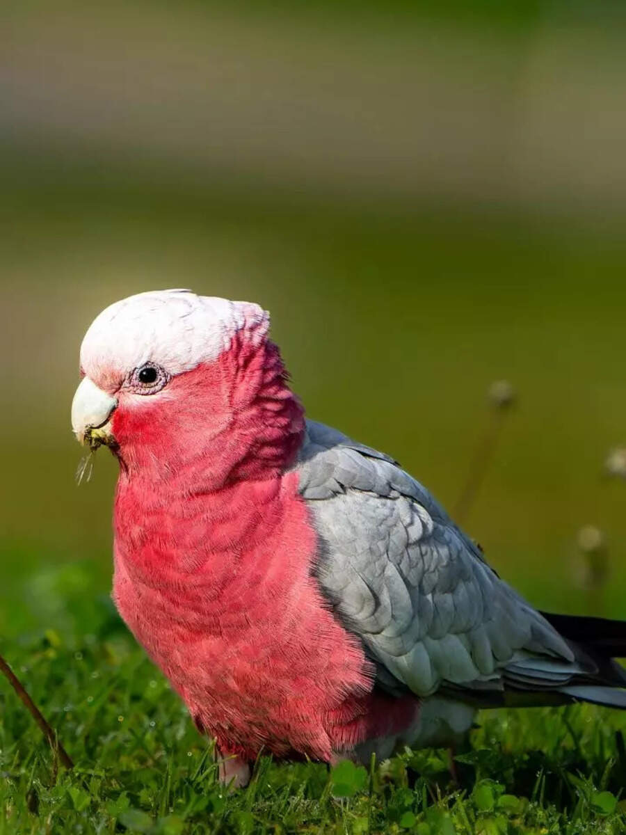 8 most beautiful pink birds that colour the sky in beautiful hues ...