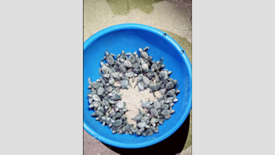 Olive ridleys return to S Goa shores, lay 19k eggs