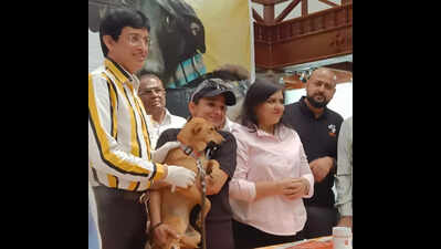 Mass anti-rabies drive launched in Kodaikanal - The Times of India