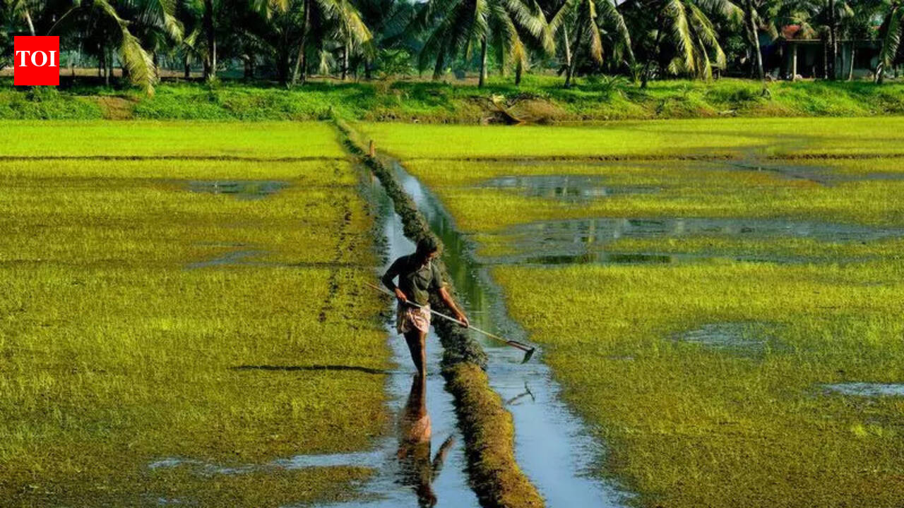 India’s first genome-edited rice variety developed in Hyd | Hyderabad ...