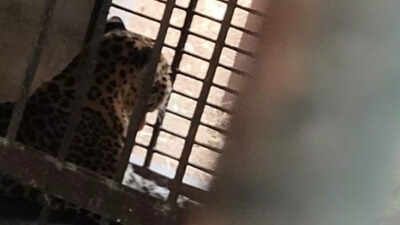 Disabled leopards, hyena to move to new rescue centre in Naya Raipur