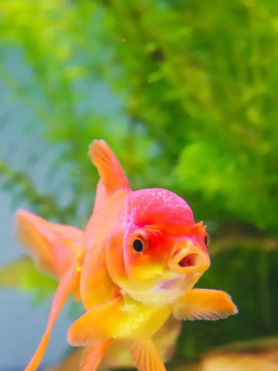 Not just orange, 9 other types of Goldfish