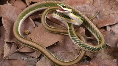 This man survived 200 snake bites, from cobras to mambas, and now his blood is helping scientists beat venom; know how