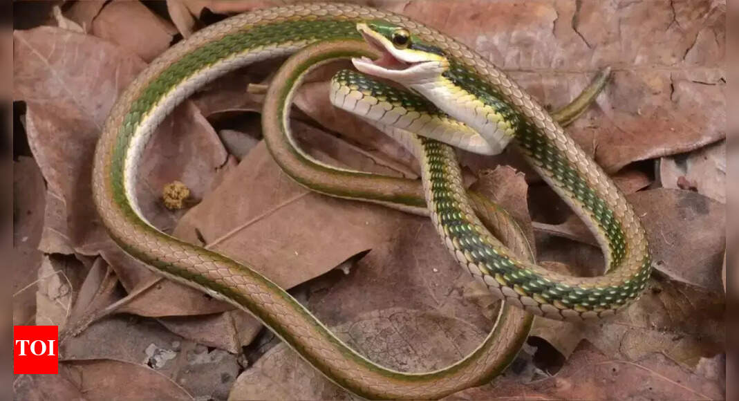 This man survived 200 snake bites, from cobras to mambas, and now his blood is helping scientists beat venom; know how | – The Times of India