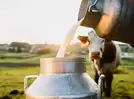 50 adulterated milk packets seized in Odisha: 5 milk alternatives rich in calcium