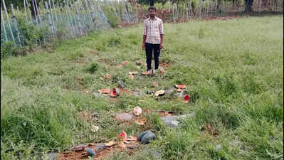 Jumbo damages crops in H’bag