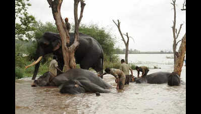 Karnataka high court issues directives to prevent elephant deaths from electrocution