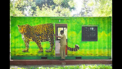 Leopard seen again inside Pune airport boundary, workers told to move in groups
