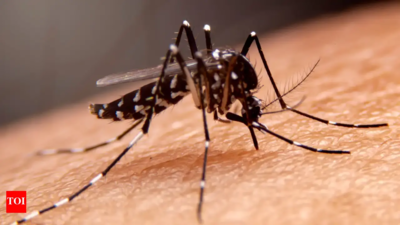 Drive begins to curb mosquito menace along banks of Musi